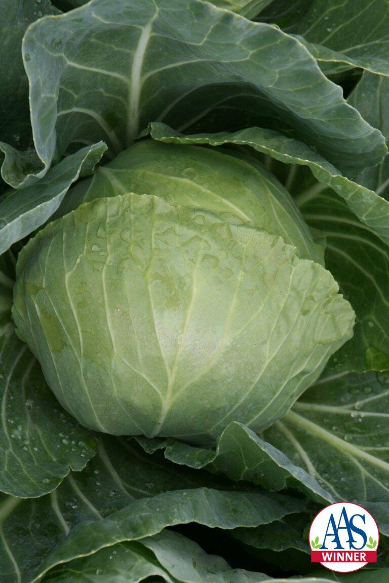 Green Cabbage