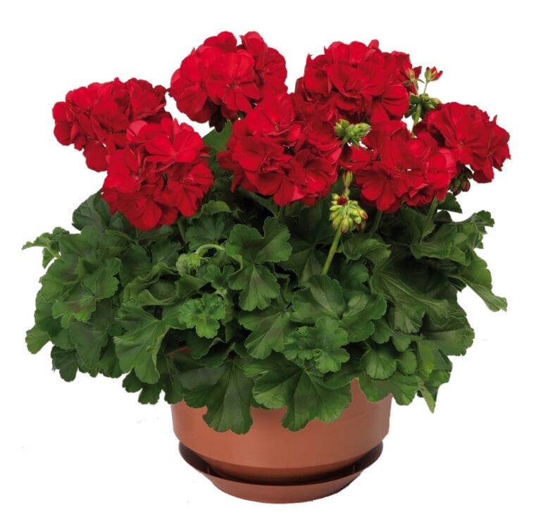 Calliope Dark Red