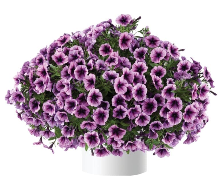 Cascadias Purple Ice