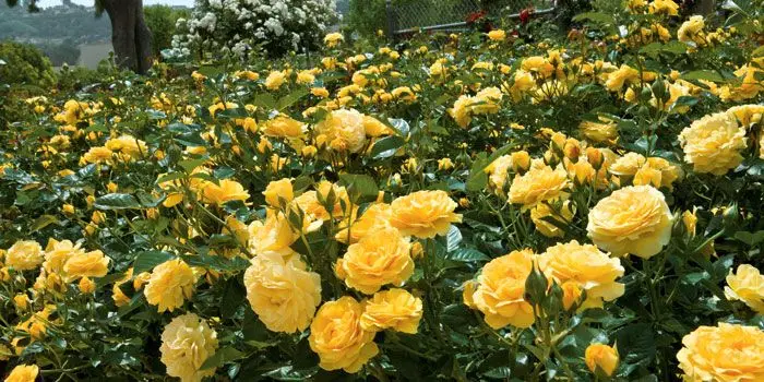 Yellow flowers of Charlotte David Austin Rose