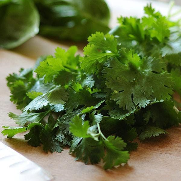 cilantro plants for sale