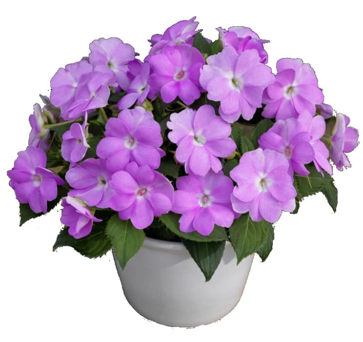 Orchid Blush