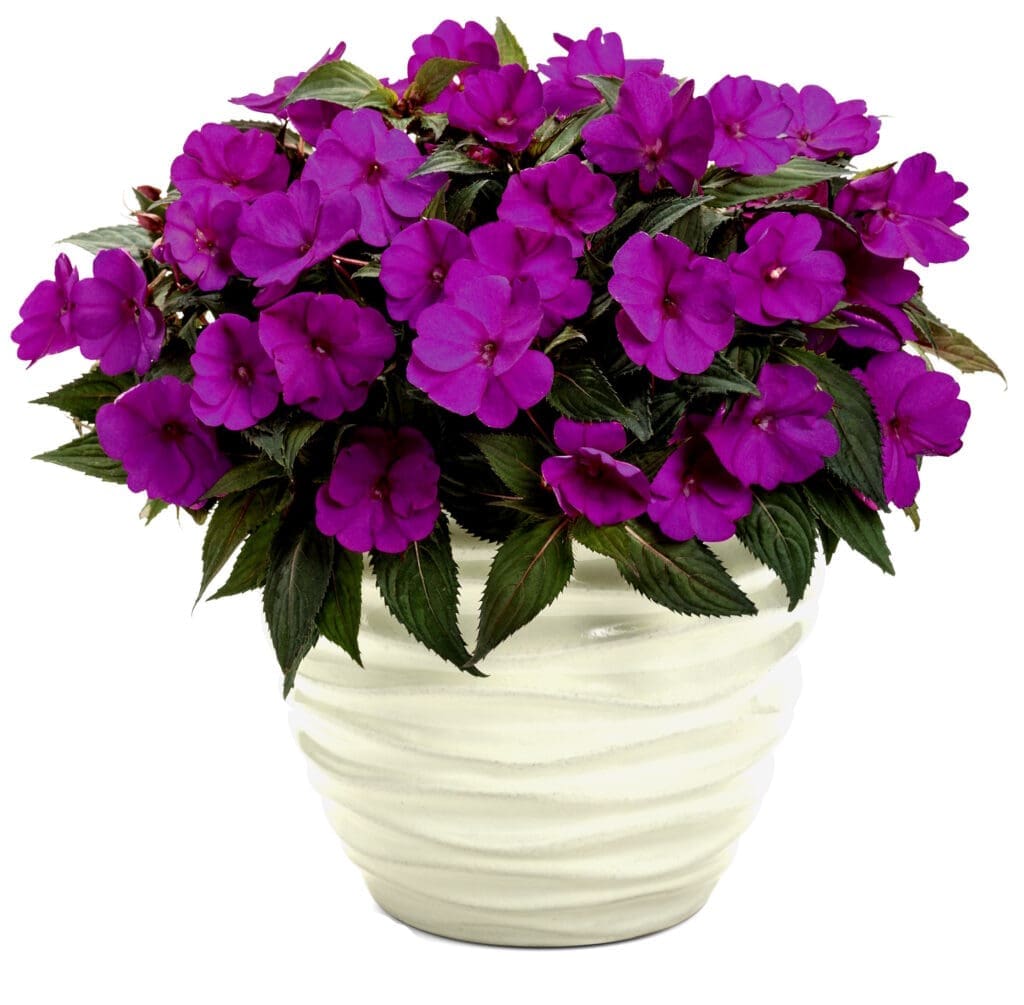 SunPatiens Purple