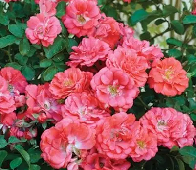 coral drift rose plant
