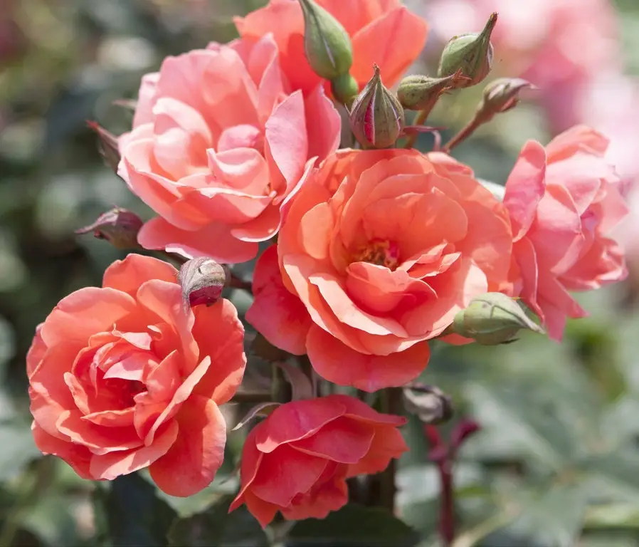 flowers of Coral Knock Out Rose