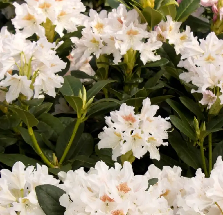Cunningham's White Rhododendron - Nolt's Garden Center