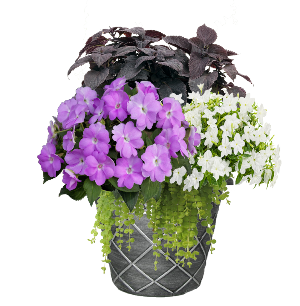 Coleus & Impatiens mixed flower Planter