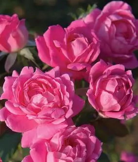 Double Pink Knock Out Rose