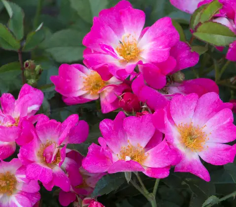 Pink flowers of Drift Rose