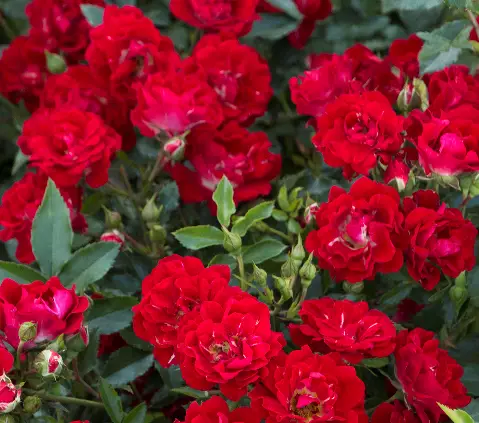 Red Drift Rose plant