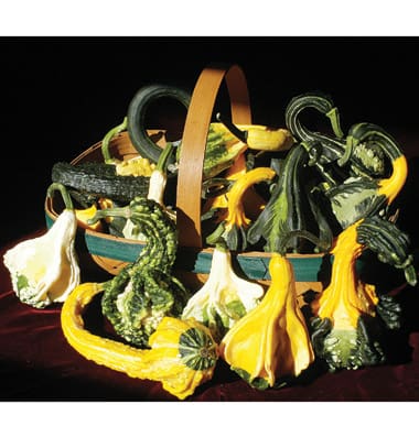 warty and winged gourds
