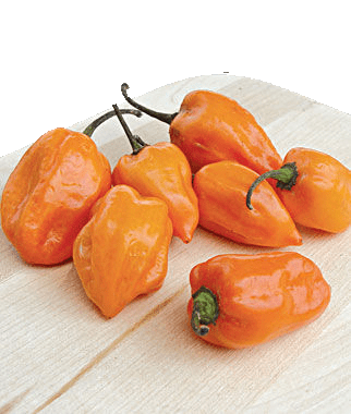 Habanero