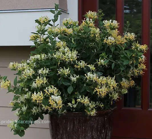 Honey Baby Honeysuckle Vine