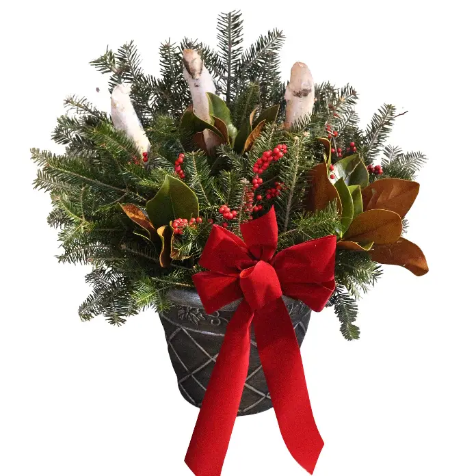 fresh Christmas greens planter with birch poles, magnolia, & red berries