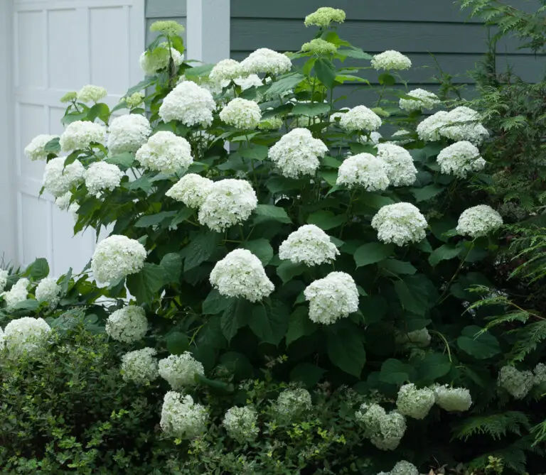 Incrediball Hydrangea
