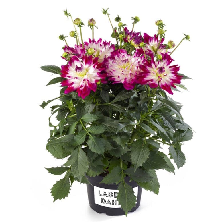 Labella Maggiore fun Rose bicolor