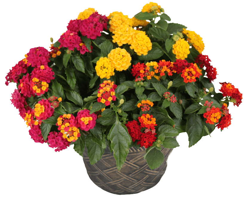 Lantana mixed flower Planter