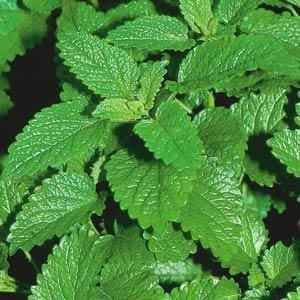 Lemon Balm plants for sale