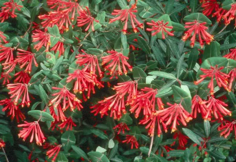 Native Honeysuckle Vine