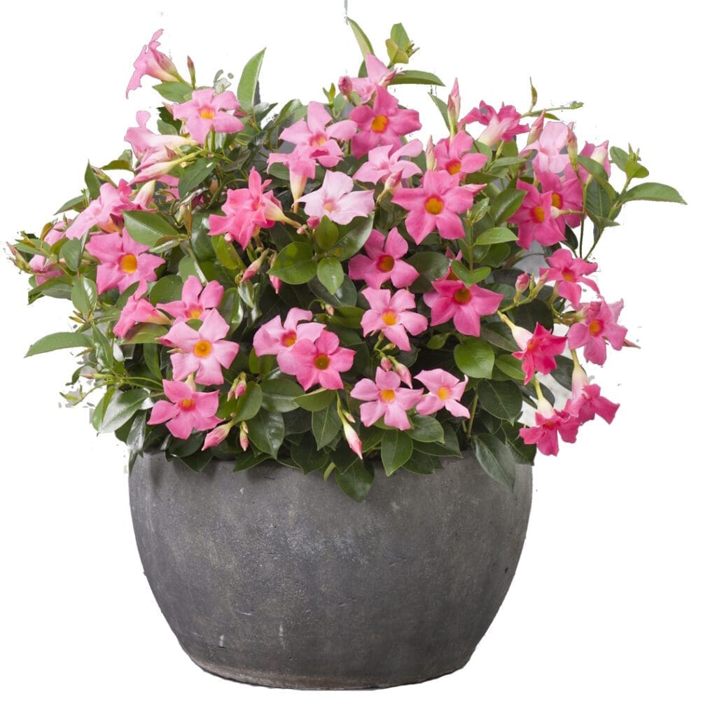 Mandevilla Madinia Pink