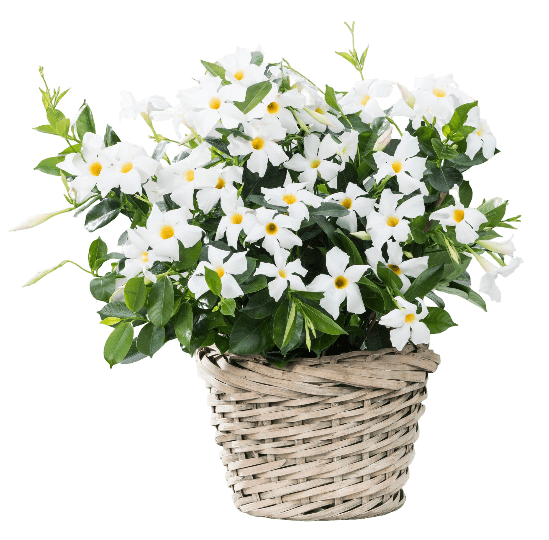 Madinia White