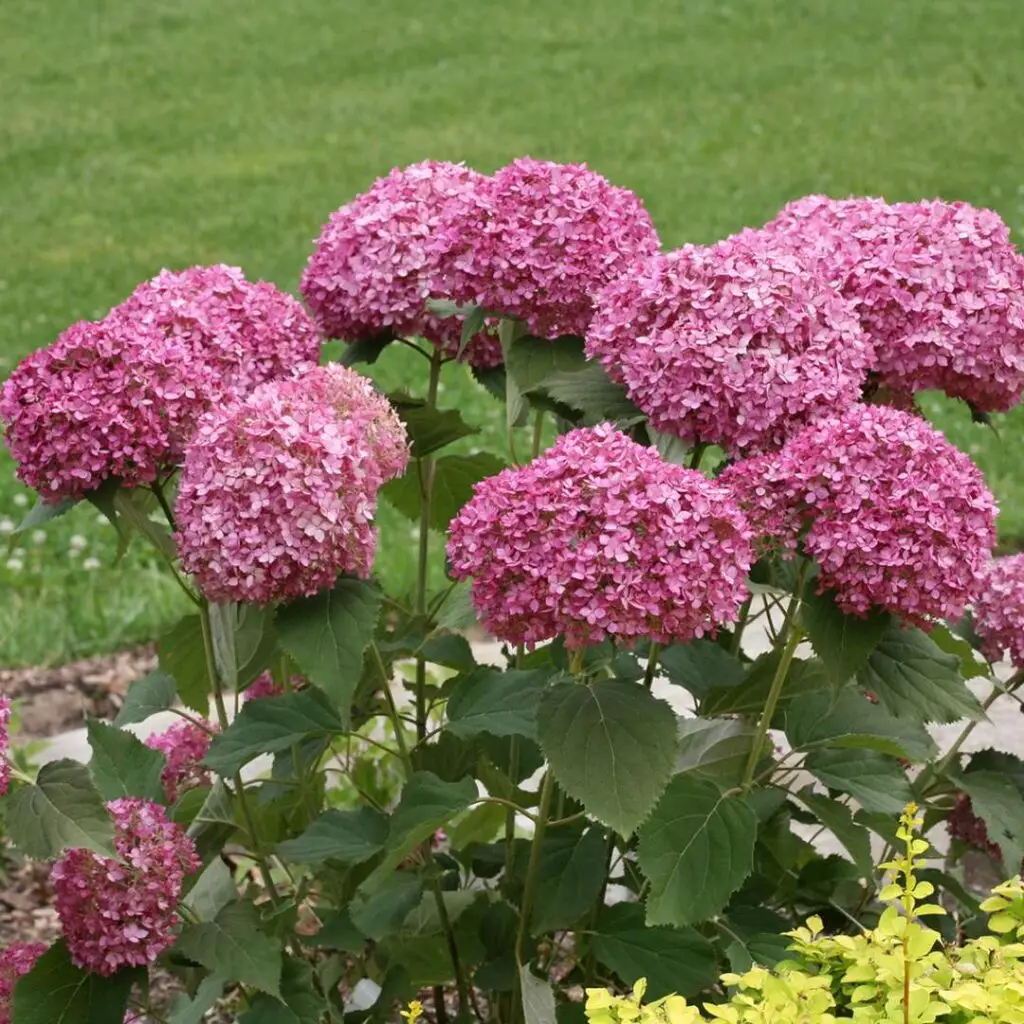 pink flowers of Mini Mauvette Hydrangea