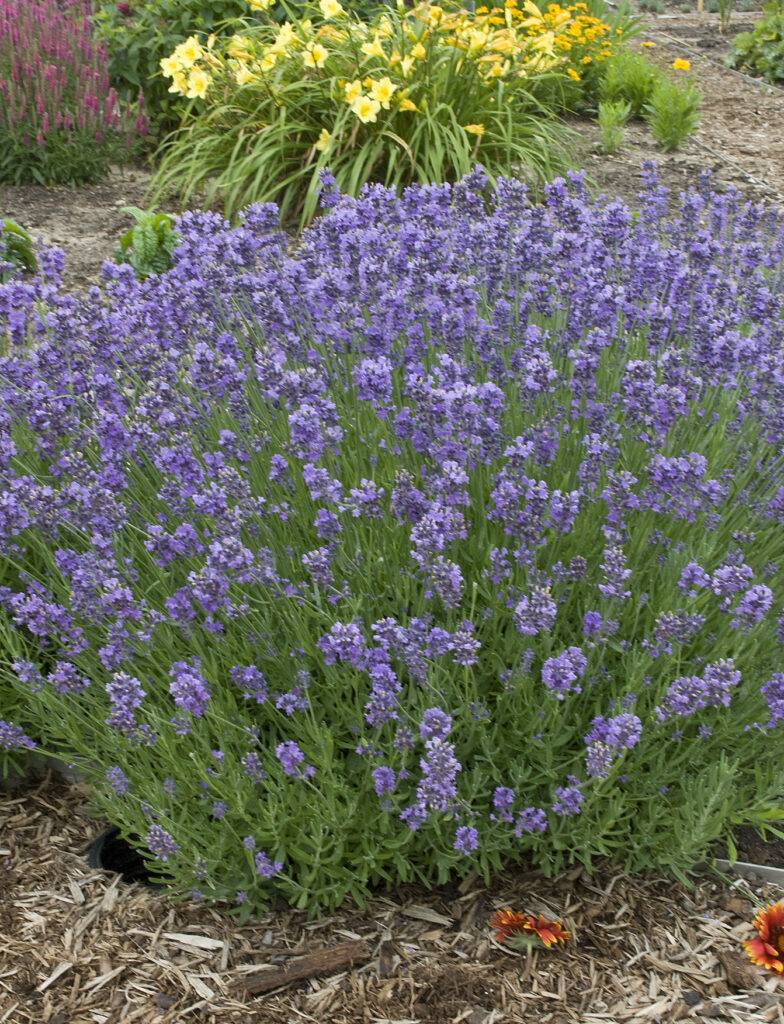 munstead lavender plants for sale