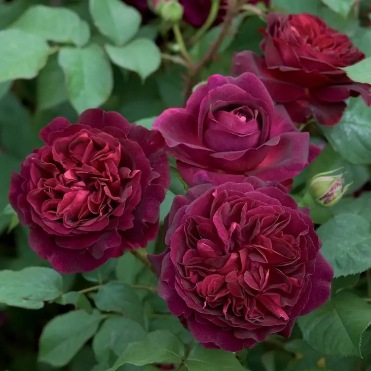 burgundy flowers of Munstead Wood David Austin Rose