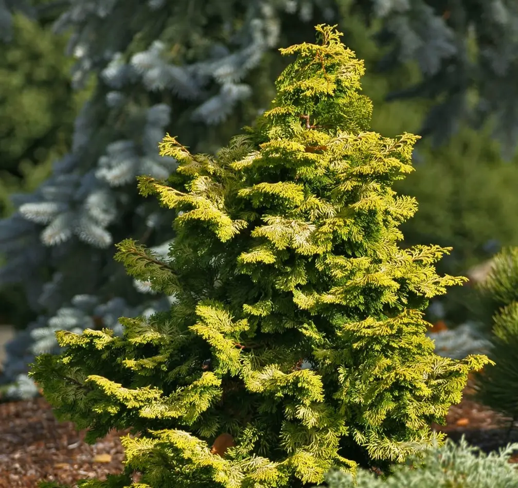 Golden Foliage of Aurea Golden Hinoki Cypress plant