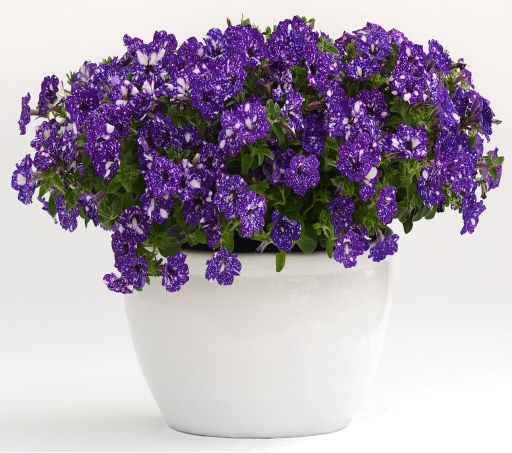 Petunia Headliner Night Sky