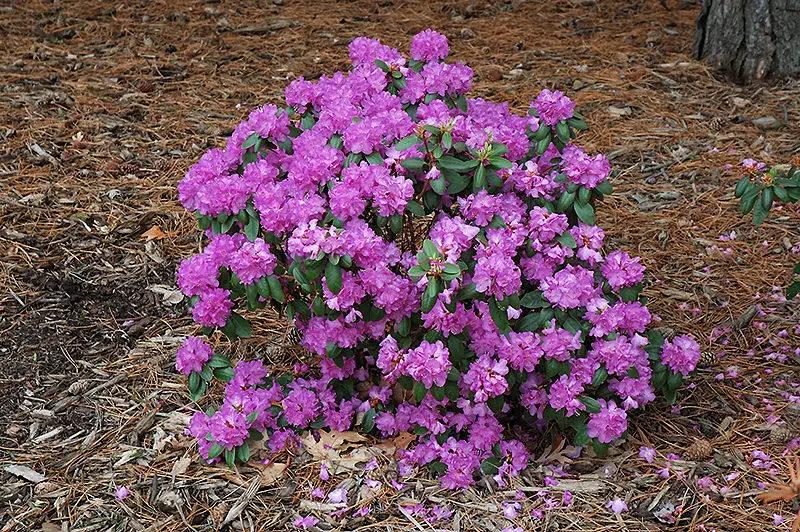 purple flowers of PJM Rhododendron bush