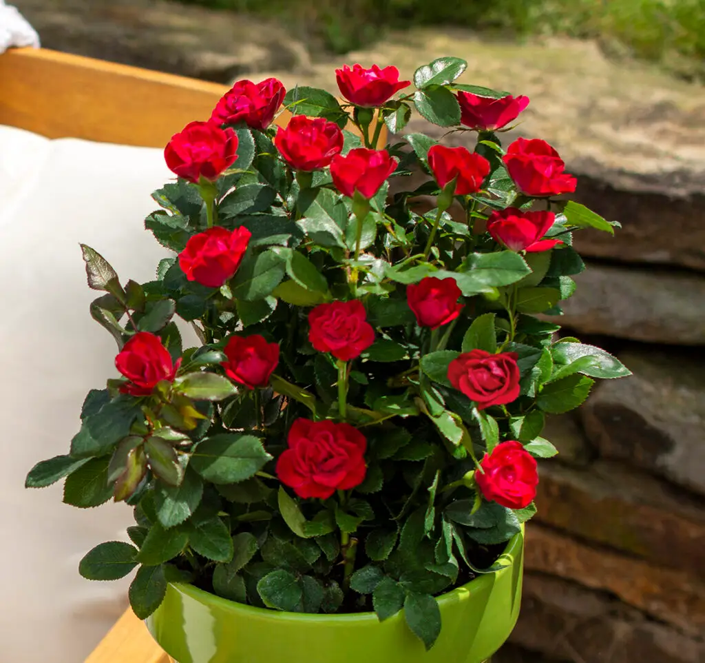 Petite Red Knock Out Rose