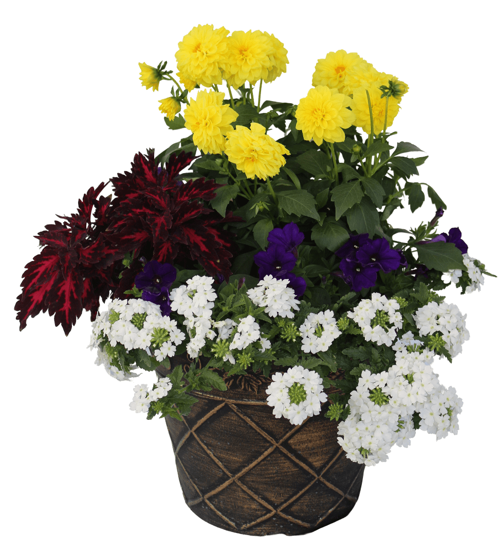 Coleus & Dahlia mixed flower Planter
