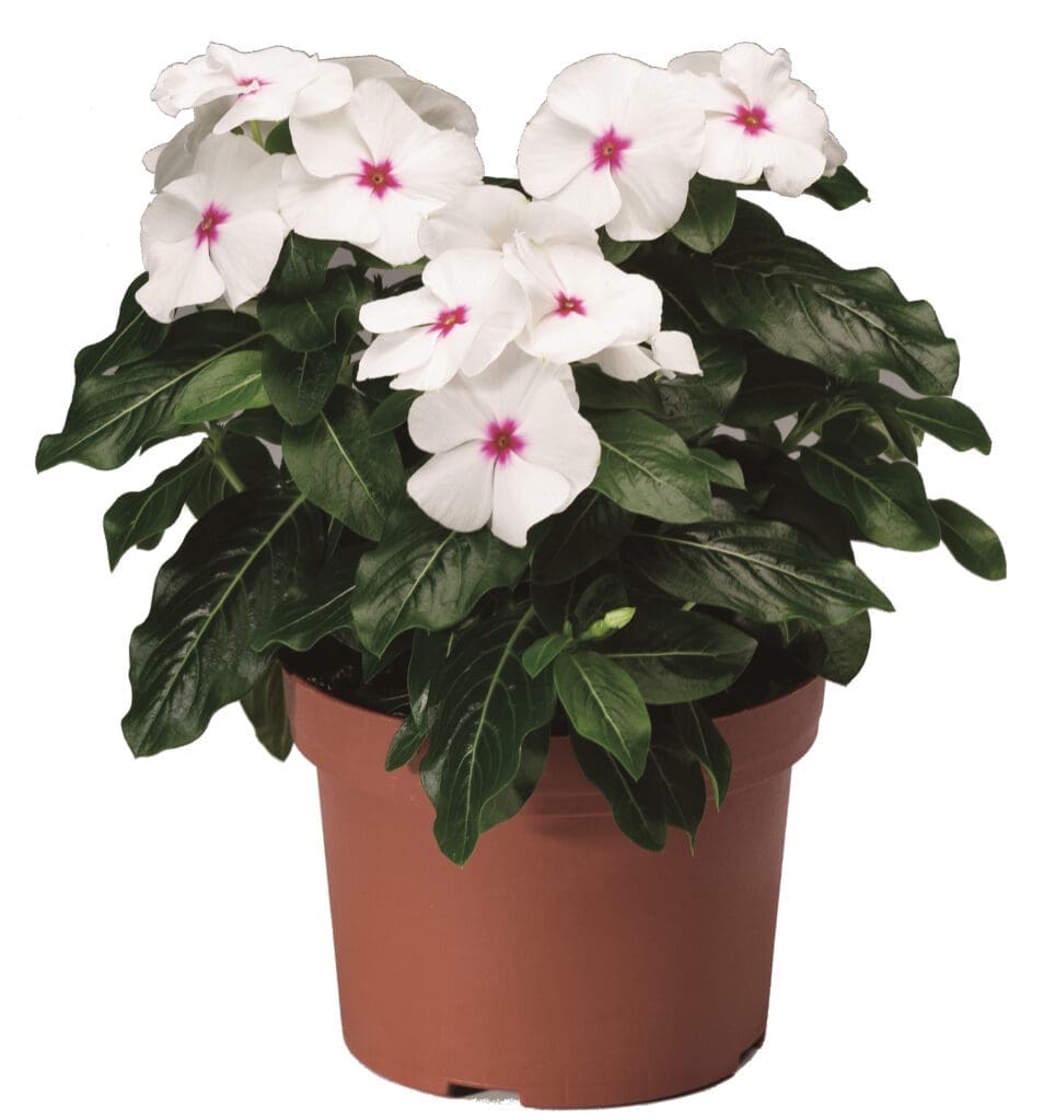 vinca Titan Polka Dot