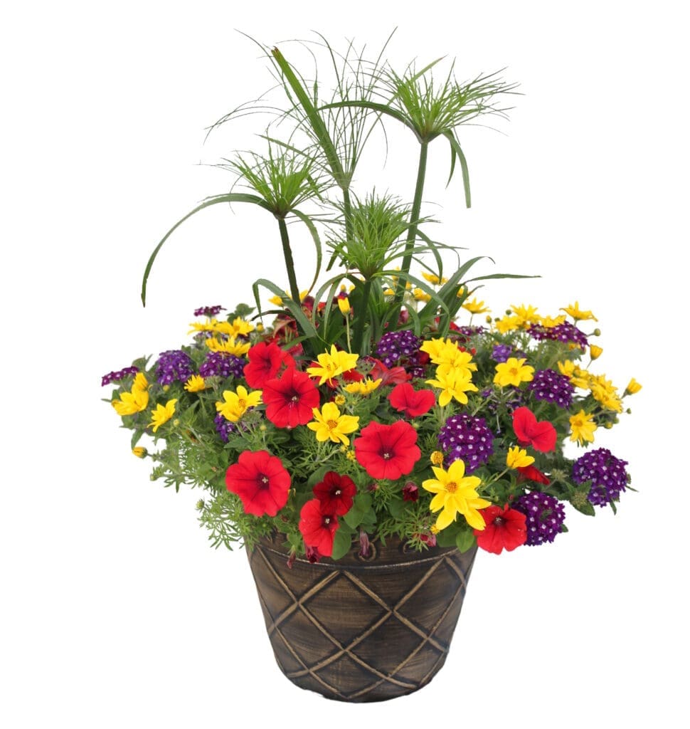 Bidens & Petunia Prime Time mixed flower Planter