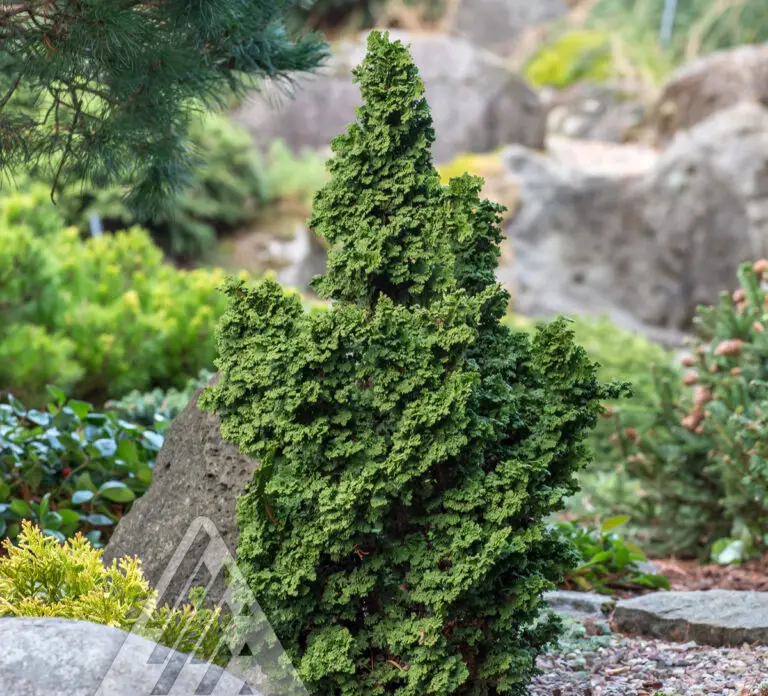 Primo® Arborvitae - Nolt's Garden Center & Nursery