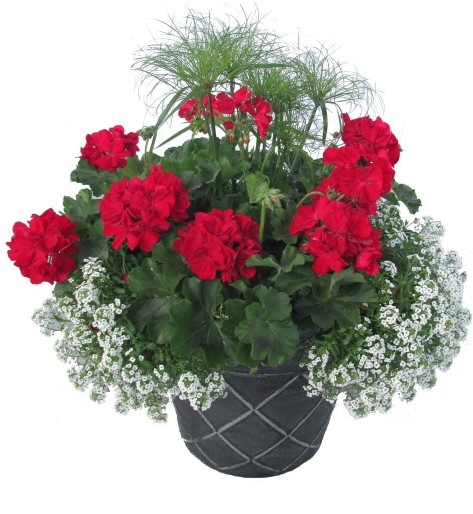 Geranium & Scaevola Princess mixed flower Planter