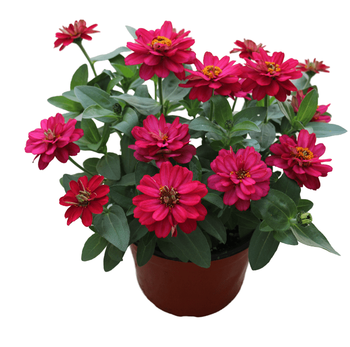 Profusion Double Cherry