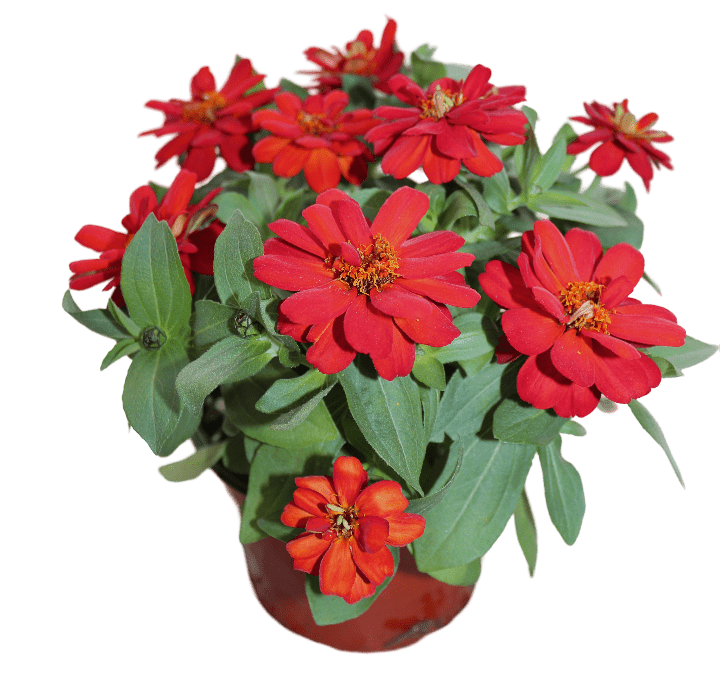 Profusion Double Red