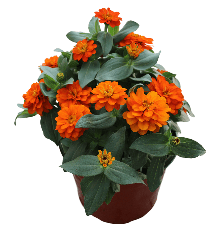 Profusion Orange