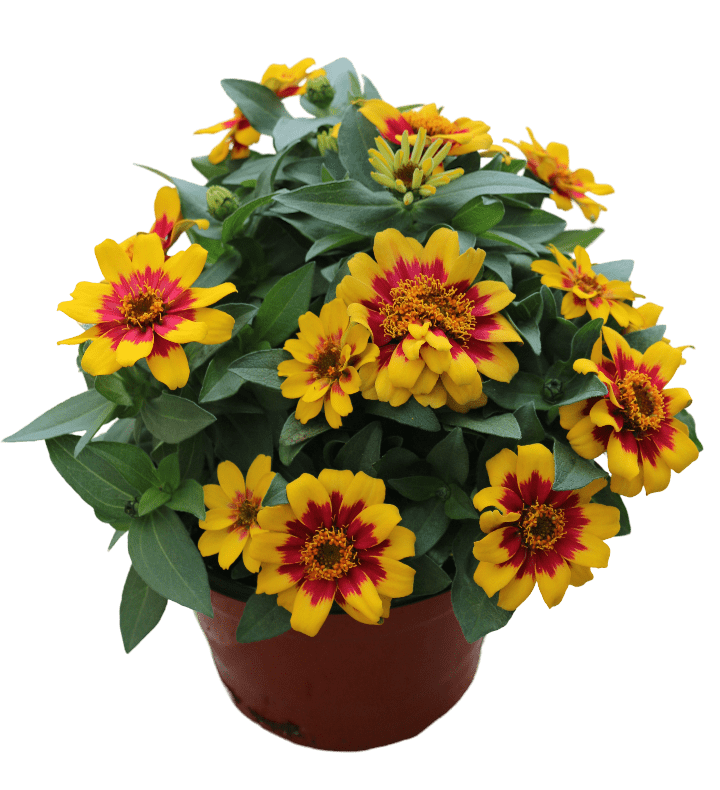 Zinnia Profusion Red Yellow Bicolor