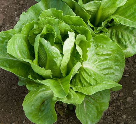 Romaine