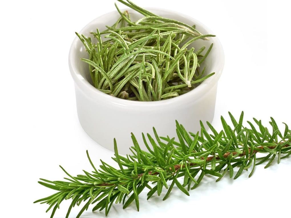 Rosemary plants for sale