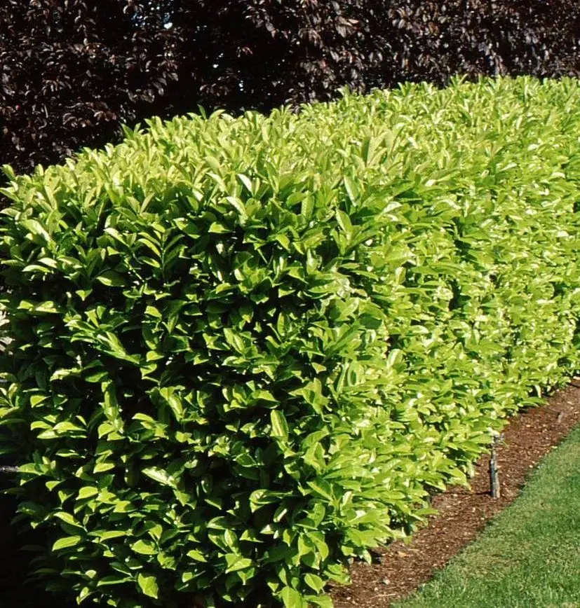 glossy evergreen foliage of Schip Laurel plant