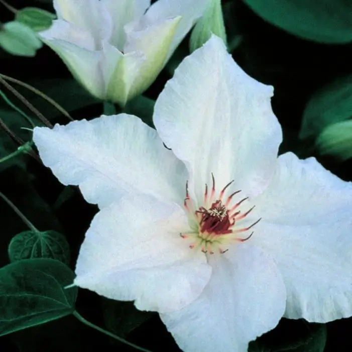 Clematis Snow Queen