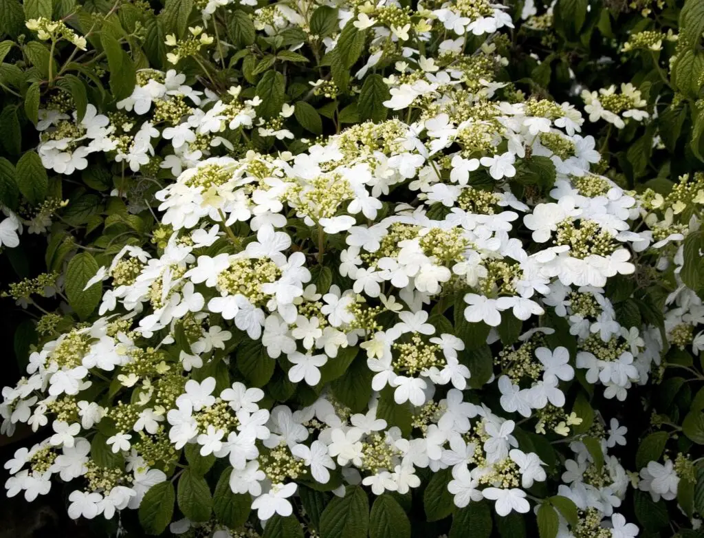 white flowers of Summer Snowflake Viburnum plant