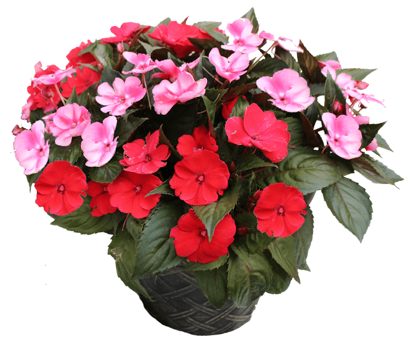 SunPatiens Red Candy mixed flower Planter