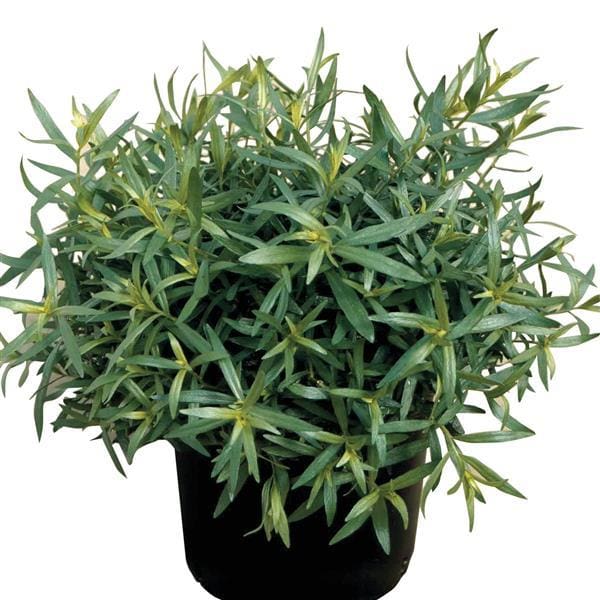 Tarragon plants for sale