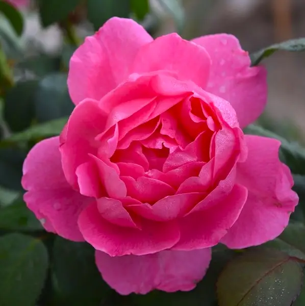 pink flowers of True Inspiration True Bloom Rose