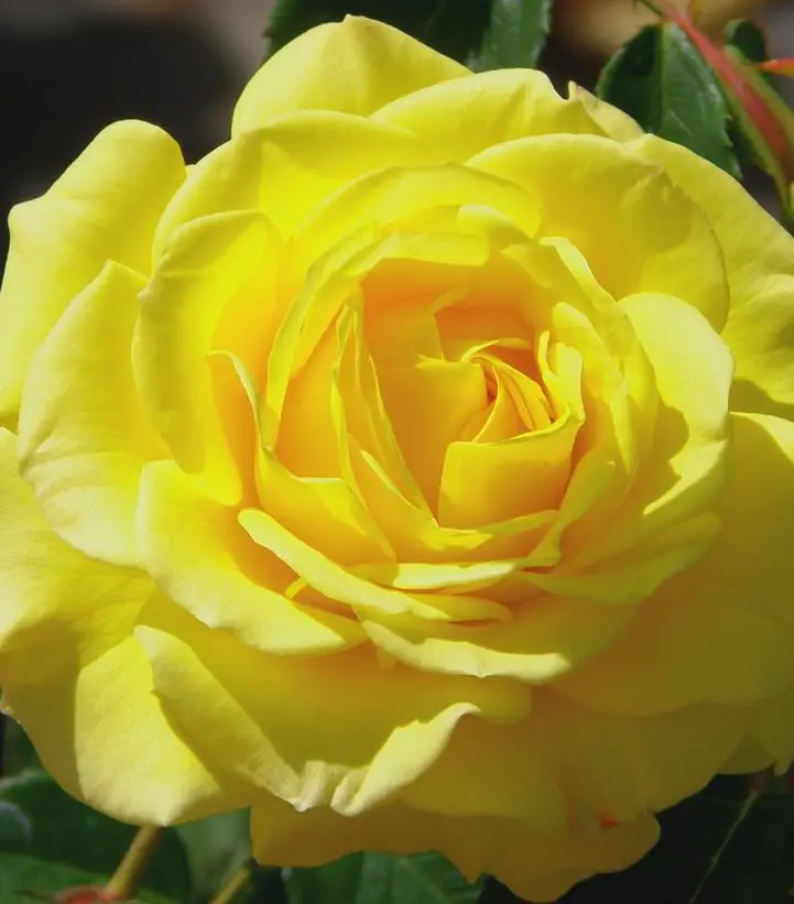 yellow flowers of True Joy True Bloom Rose